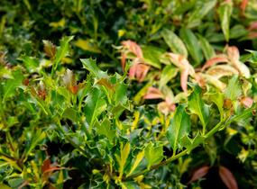Cesmína obecná 'Golden Milkboy' - Ilex aquifolium 'Golden Milkboy'