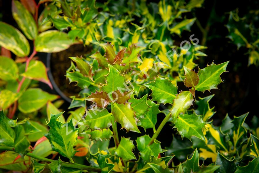 Cesmína obecná 'Golden Milkboy' - Ilex aquifolium 'Golden Milkboy'