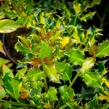 Cesmína obecná 'Golden Milkboy' - Ilex aquifolium 'Golden Milkboy'