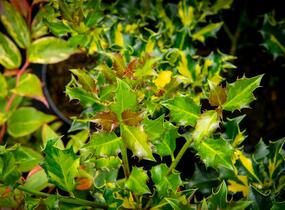 Cesmína obecná 'Golden Milkboy' - Ilex aquifolium 'Golden Milkboy'