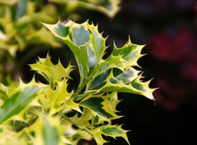 Cesmína obecná 'Golden DJ' - Ilex aquifolium 'Golden DJ'