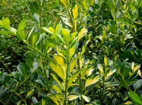 Cesmína obecná 'Gold Flash' - Ilex aquifolium 'Gold Flash'