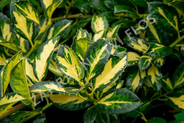 Cesmína obecná 'Gold Flash' - Ilex aquifolium 'Gold Flash'
