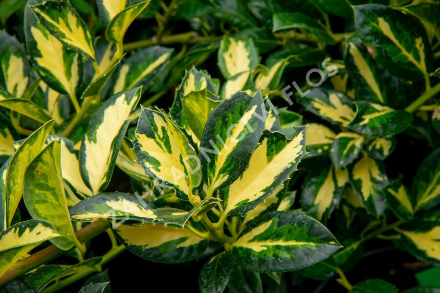 Cesmína obecná 'Gold Flash' - Ilex aquifolium 'Gold Flash'