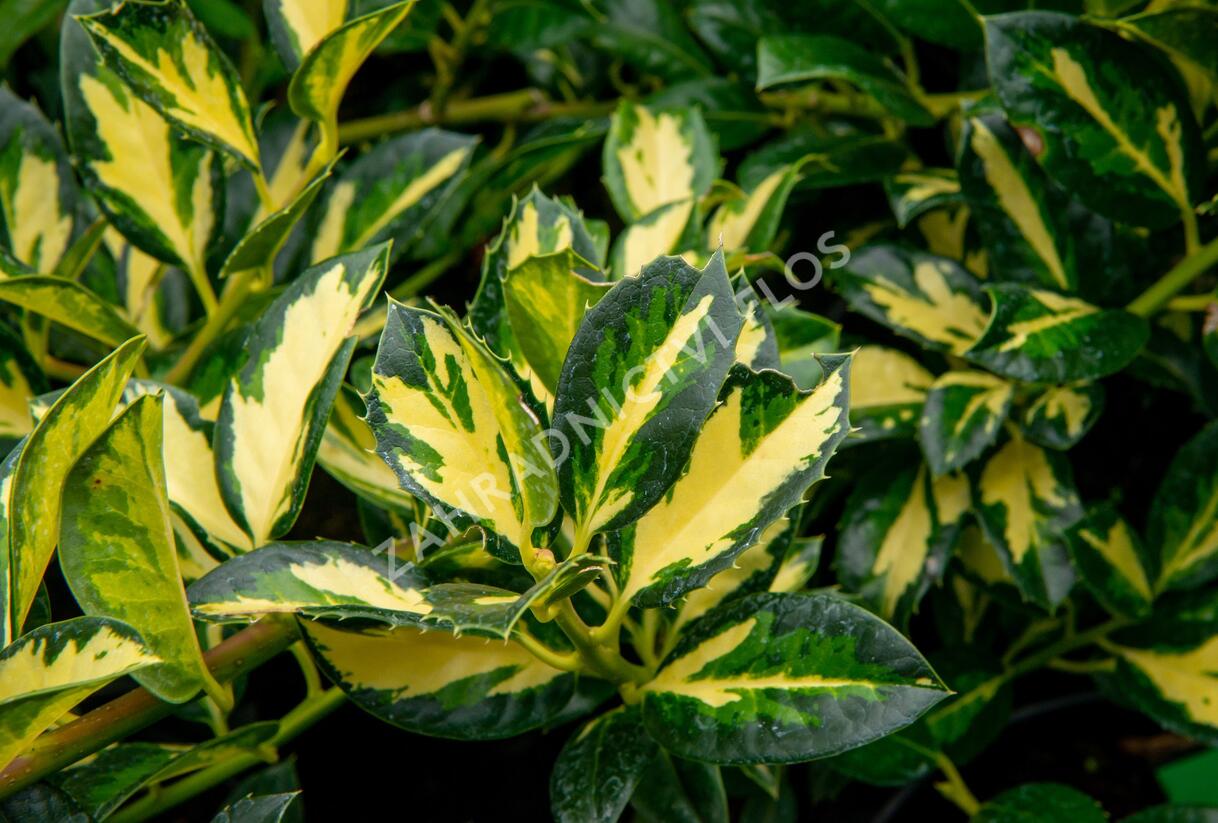 Cesmína obecná 'Gold Flash' - Ilex aquifolium 'Gold Flash'