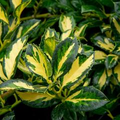 Cesmína obecná 'Gold Flash' - Ilex aquifolium 'Gold Flash'