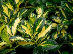 Cesmína obecná 'Gold Flash' - Ilex aquifolium 'Gold Flash'
