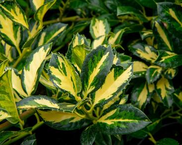 Cesmína obecná 'Gold Flash'