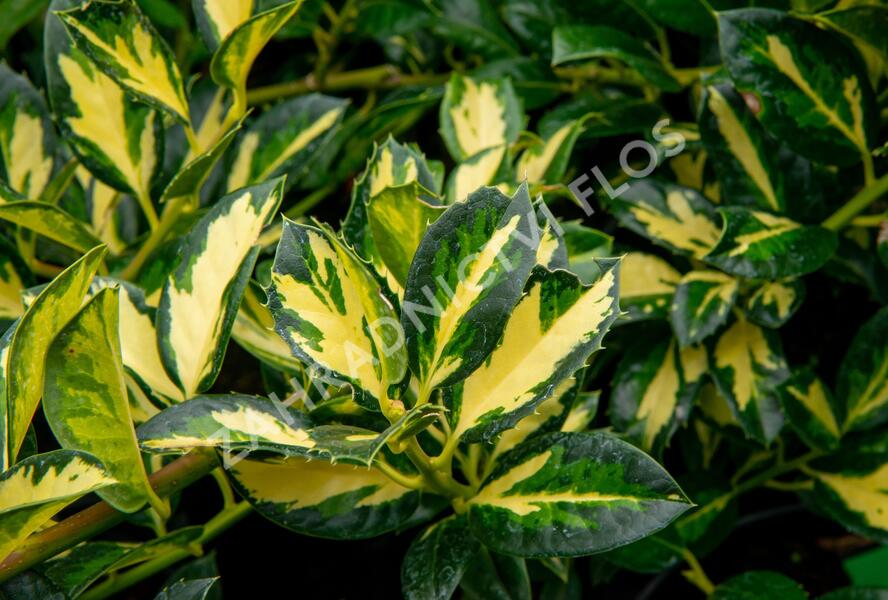 Cesmína obecná 'Gold Flash' - Ilex aquifolium 'Gold Flash'