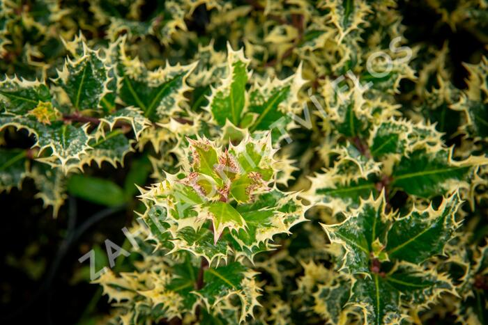 Cesmína obecná 'Ferox Argentea' - Ilex aquifolium 'Ferox Argentea'