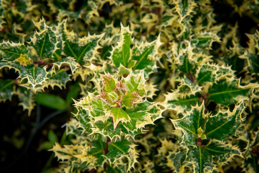 Cesmína obecná 'Ferox Argentea' - Ilex aquifolium 'Ferox Argentea'