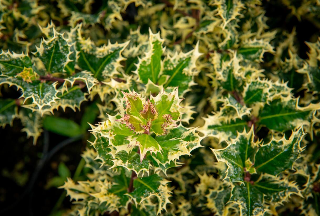Cesmína obecná 'Ferox Argentea' - Ilex aquifolium 'Ferox Argentea'