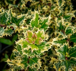 Cesmína obecná 'Ferox Argentea' - Ilex aquifolium 'Ferox Argentea'