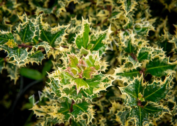 Cesmína obecná 'Ferox Argentea' - Ilex aquifolium 'Ferox Argentea'