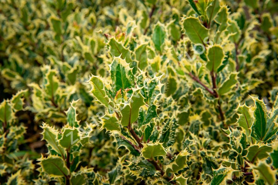Cesmína obecná 'Ferox Argentea' - Ilex aquifolium 'Ferox Argentea'