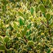 Cesmína obecná 'Ferox Argentea' - Ilex aquifolium 'Ferox Argentea'