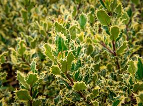 Cesmína obecná 'Ferox Argentea' - Ilex aquifolium 'Ferox Argentea'