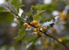 Cesmína obecná 'Bacciflava' - Ilex aquifolium 'Bacciflava'
