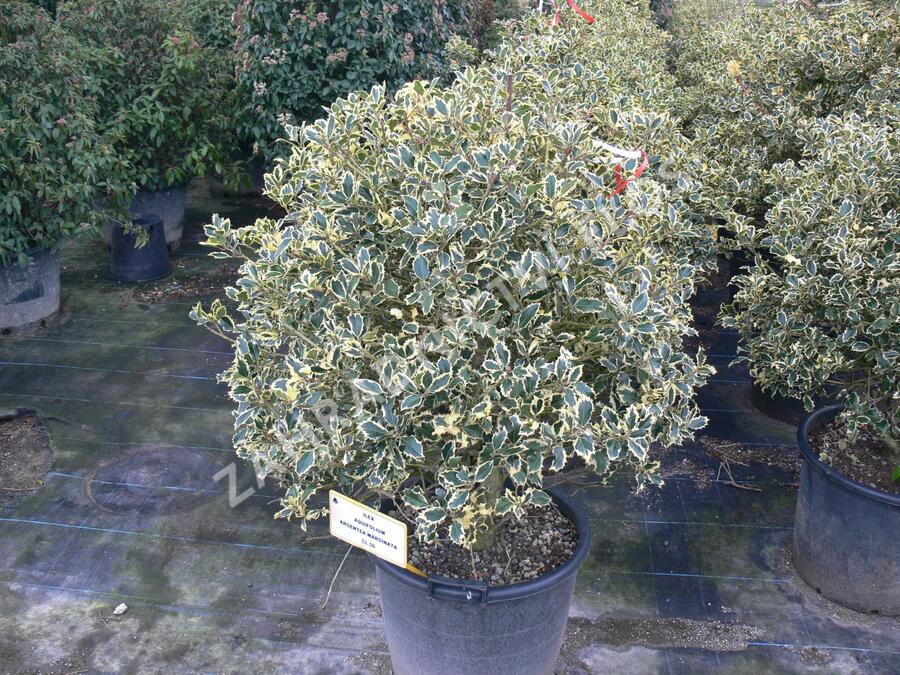 Cesmína obecná 'Argenteomarginata' - Ilex aquifolium 'Argenteomarginata'