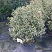 Cesmína obecná 'Argenteomarginata' - Ilex aquifolium 'Argenteomarginata'