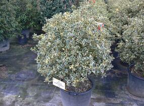 Cesmína obecná 'Argenteomarginata' - Ilex aquifolium 'Argenteomarginata'