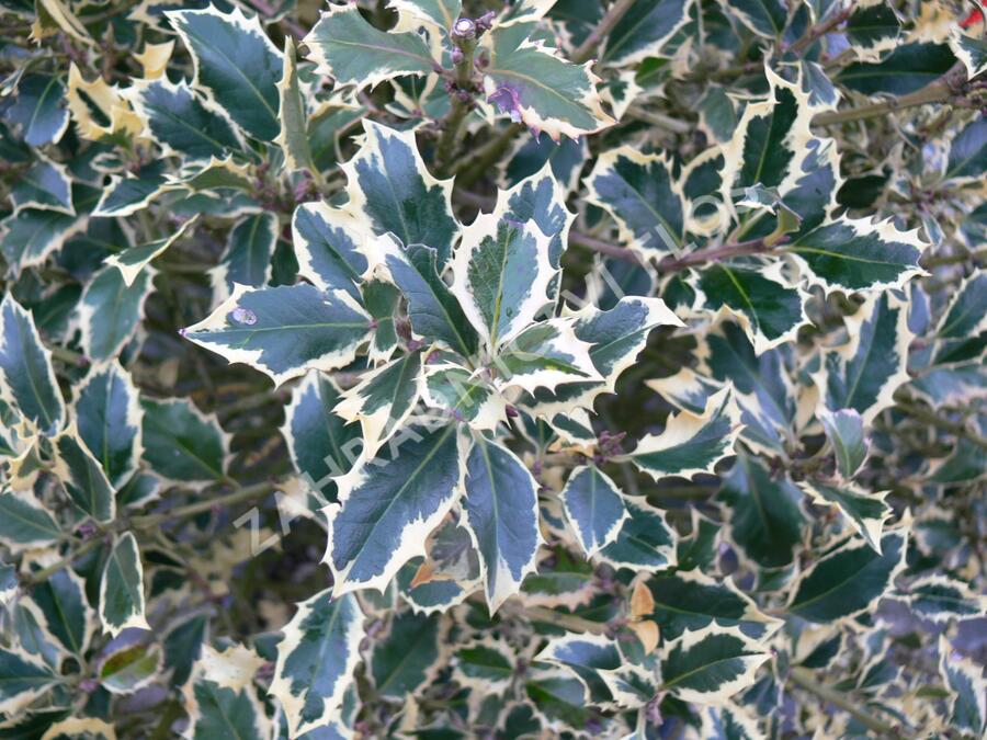 Cesmína obecná 'Argenteomarginata' - Ilex aquifolium 'Argenteomarginata'