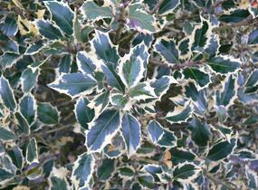 Cesmína obecná 'Argenteomarginata' - Ilex aquifolium 'Argenteomarginata'