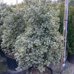 Cesmína obecná 'Argenteomarginata' - Ilex aquifolium 'Argenteomarginata'