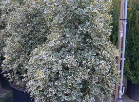 Cesmína obecná 'Argenteomarginata' - Ilex aquifolium 'Argenteomarginata'