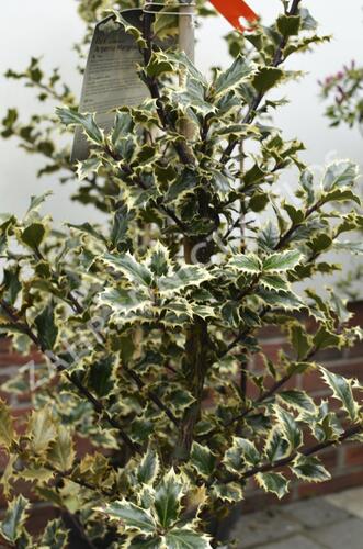 Cesmína obecná 'Argenteomarginata' - Ilex aquifolium 'Argenteomarginata'