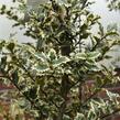 Cesmína obecná 'Argenteomarginata' - Ilex aquifolium 'Argenteomarginata'