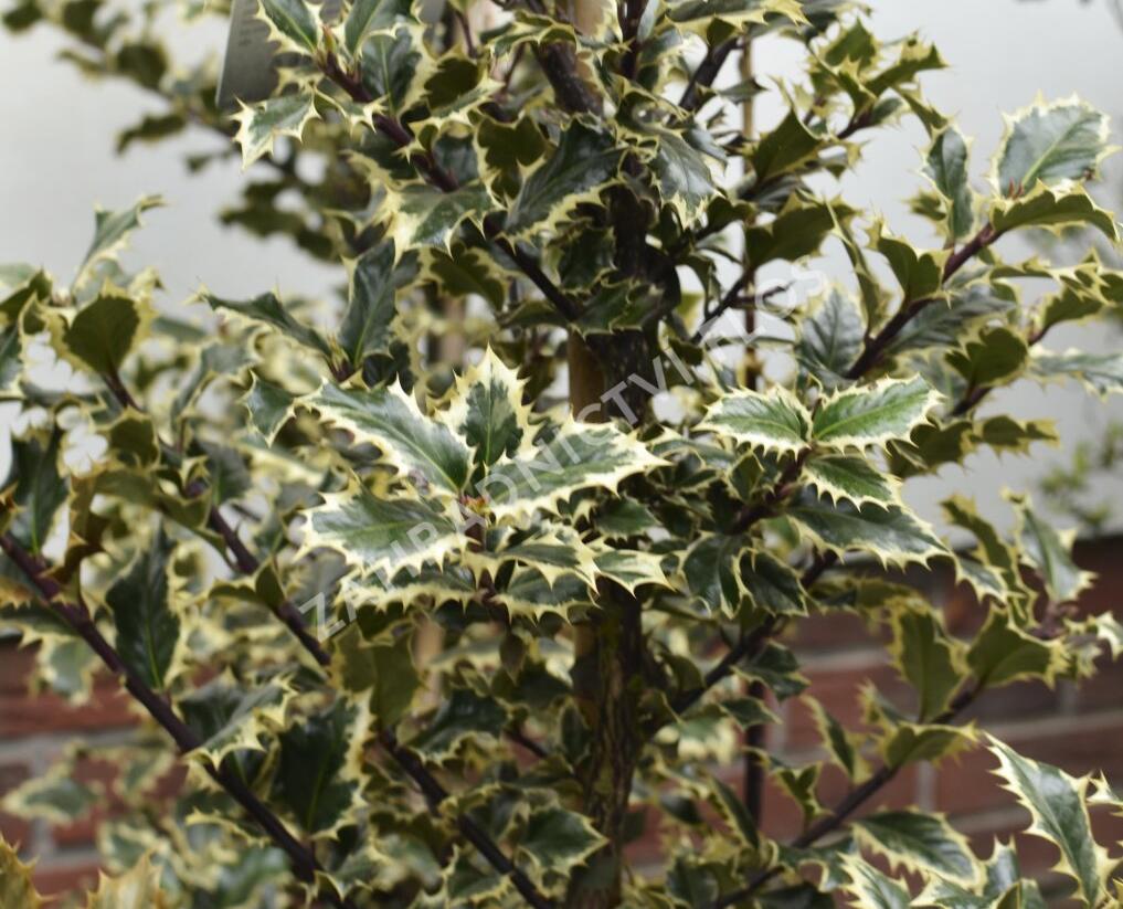 Cesmína obecná 'Argenteomarginata' - Ilex aquifolium 'Argenteomarginata'