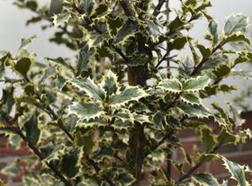Cesmína obecná 'Argenteomarginata' - Ilex aquifolium 'Argenteomarginata'