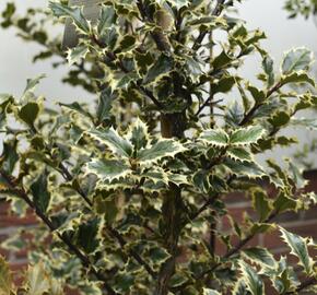 Cesmína obecná 'Argenteomarginata' - Ilex aquifolium 'Argenteomarginata'