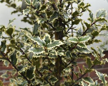 Cesmína obecná 'Argenteomarginata'