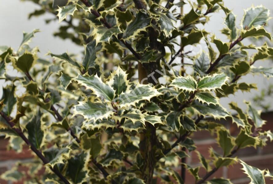 Cesmína obecná 'Argenteomarginata' - Ilex aquifolium 'Argenteomarginata'