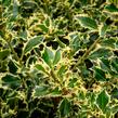 Cesmína obecná 'Argenteomarginata' - Ilex aquifolium 'Argenteomarginata'