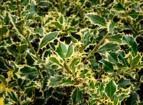 Cesmína obecná 'Argenteomarginata' - Ilex aquifolium 'Argenteomarginata'