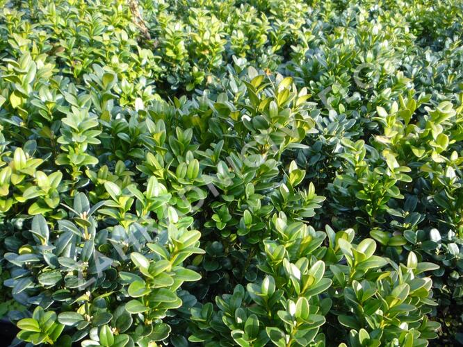 Zimostráz obecný 'Blauer Heinz' - Buxus sempervirens 'Blauer Heinz'