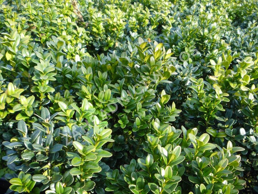 Zimostráz obecný 'Blauer Heinz' - Buxus sempervirens 'Blauer Heinz'