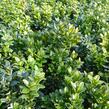 Zimostráz obecný 'Blauer Heinz' - Buxus sempervirens 'Blauer Heinz'