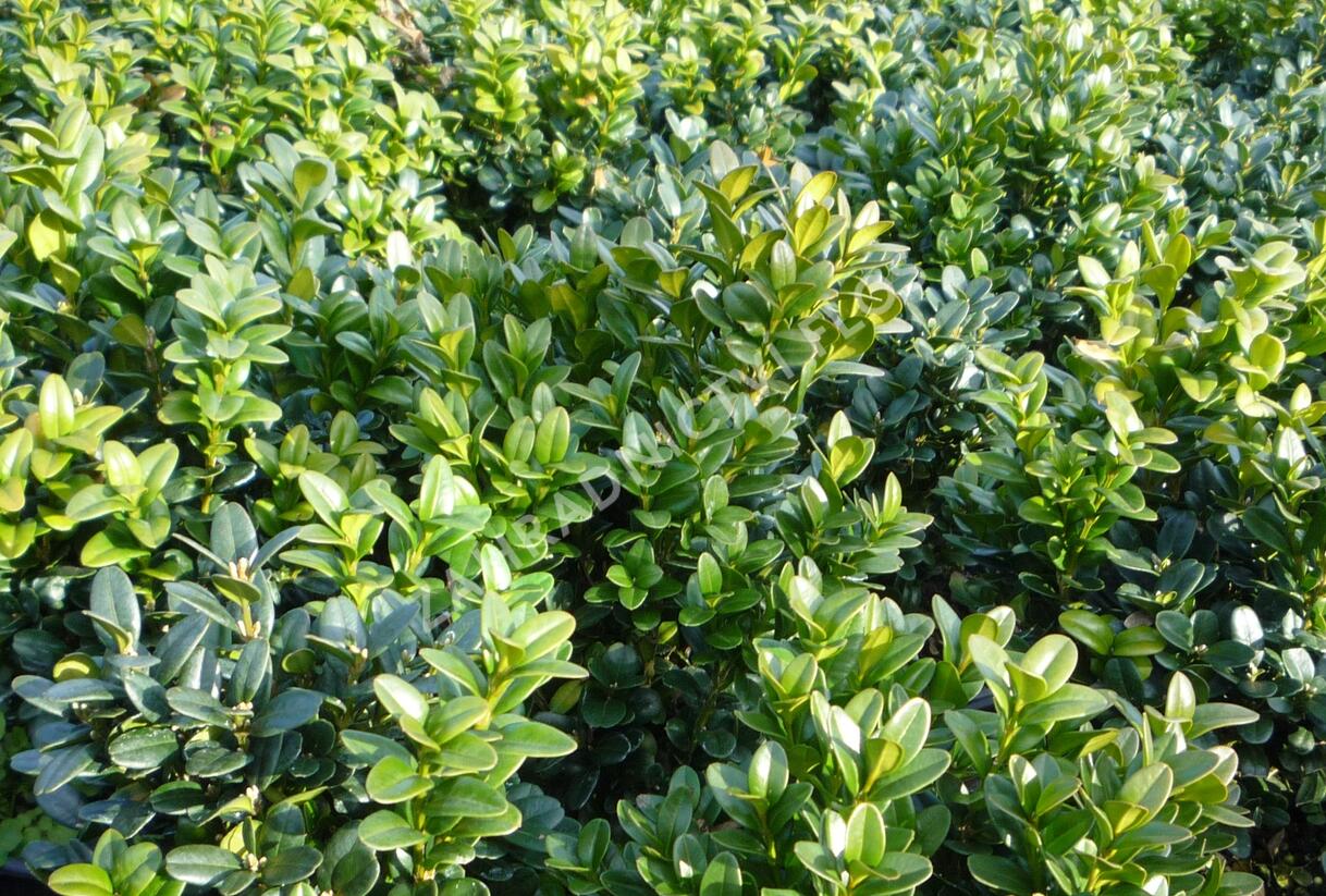 Zimostráz obecný 'Blauer Heinz' - Buxus sempervirens 'Blauer Heinz'