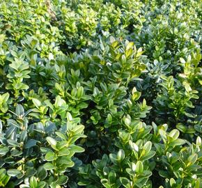 Zimostráz obecný 'Blauer Heinz' - Buxus sempervirens 'Blauer Heinz'