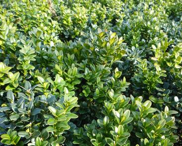 Zimostráz obecný 'Blauer Heinz'