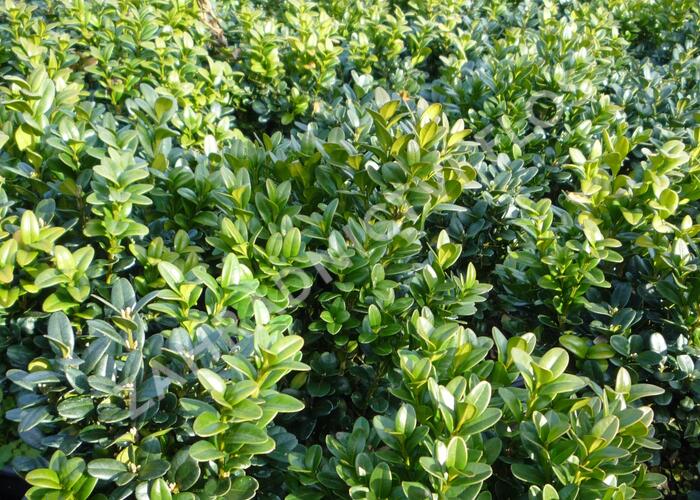 Zimostráz obecný 'Blauer Heinz' - Buxus sempervirens 'Blauer Heinz'