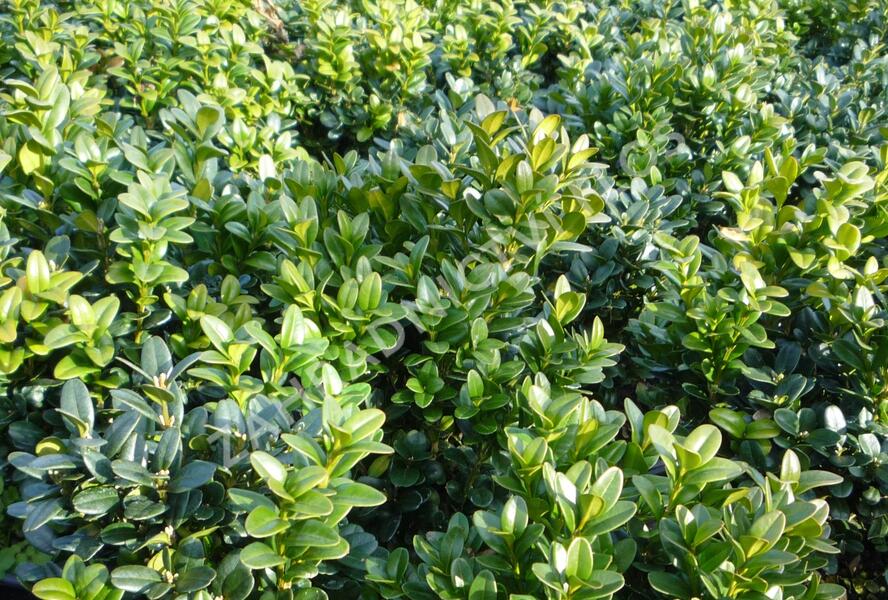 Zimostráz obecný 'Blauer Heinz' - Buxus sempervirens 'Blauer Heinz'