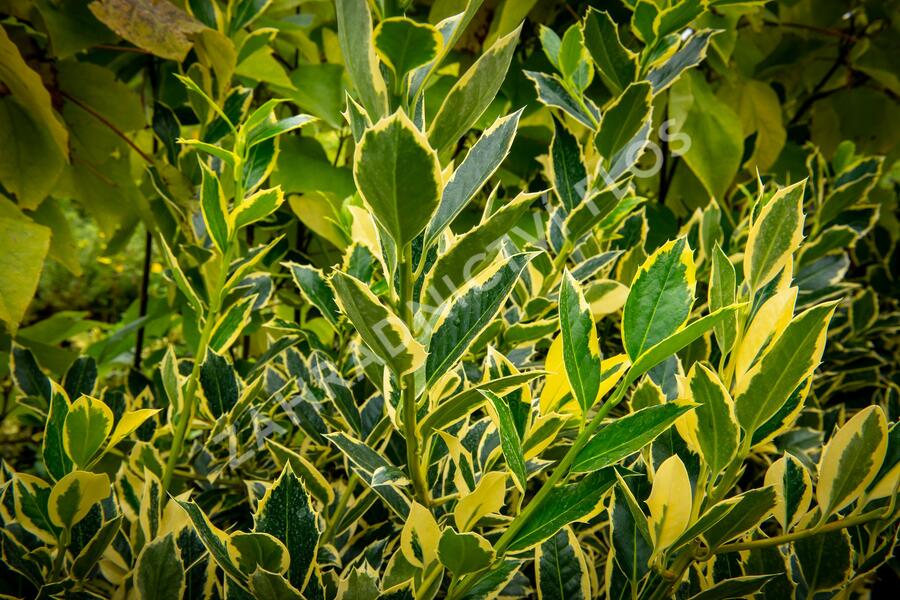 Cesmína altaklarenská 'Belgica Aurea' - Ilex altaclerensis 'Belgica Aurea'
