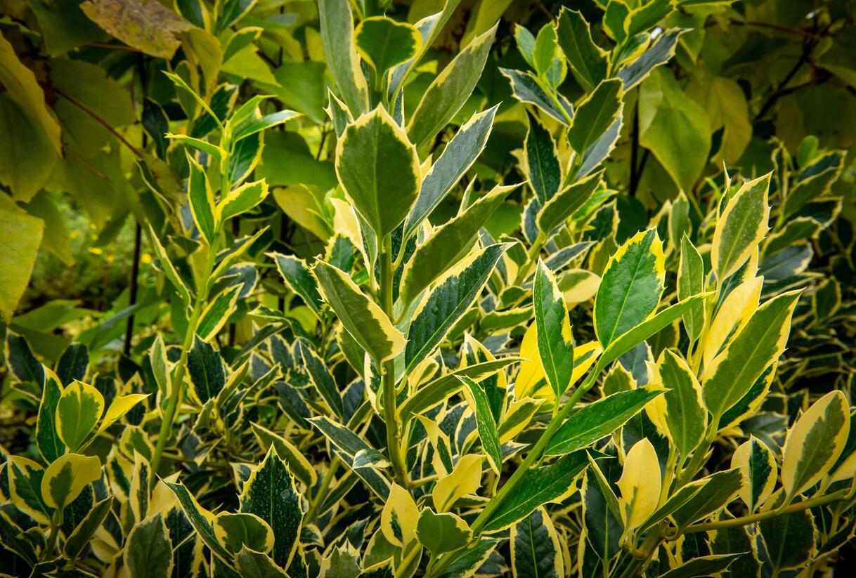 Cesmína altaklarenská 'Belgica Aurea' - Ilex altaclerensis 'Belgica Aurea'