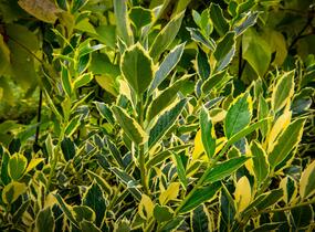 Cesmína altaklarenská 'Belgica Aurea' - Ilex altaclerensis 'Belgica Aurea'