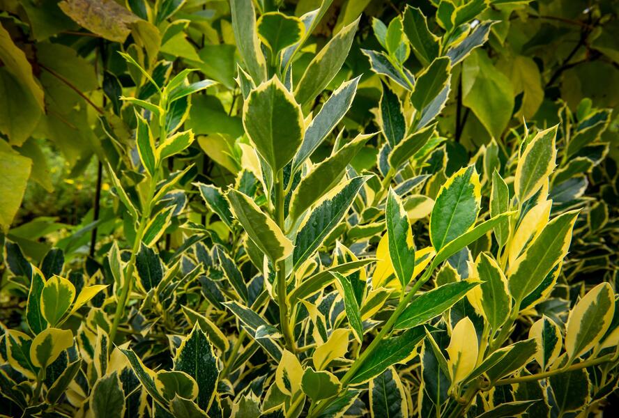 Cesmína altaklarenská 'Belgica Aurea' - Ilex altaclerensis 'Belgica Aurea'